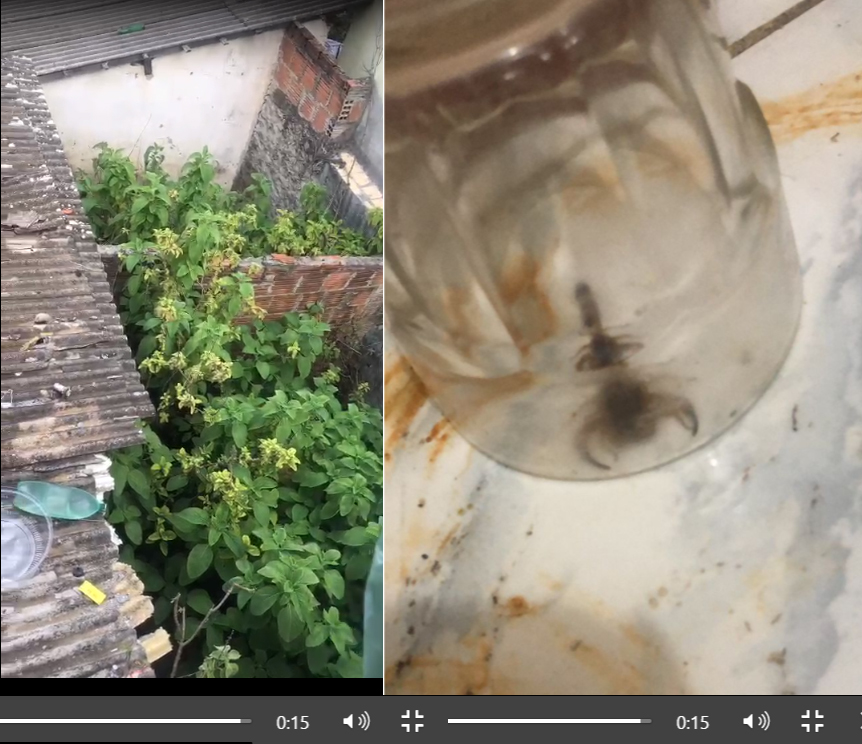 Alto Maron: Casa abandonada e cheia de mato é criadouro de escorpiões; Vídeo