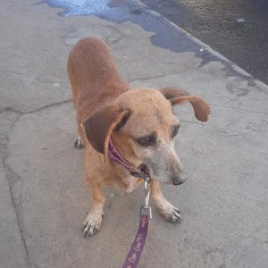 Urgente: Guardiões dos Animais pedem ajuda para pagar quimioterapia de Bella