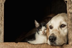 São João: Como proteger os animais dos barulhos dos fogos