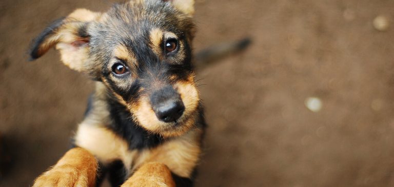 Pet Week: Evento em Vitória da Conquista aborda cuidados com a saúde dos pets e conta com feira de adoção