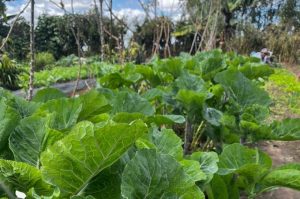 Bairros Jardim Valéria, Vila América, Recanto das Águas e Kadija recebem Feira agroecológica da Uesb