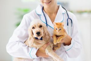 Prefeitura lança pré-cadastro para castração de cães e gatos