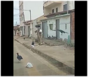 Zabelê: Demora na coleta faz a ‘alegria’ dos urubus e espalha lixo pelas ruas