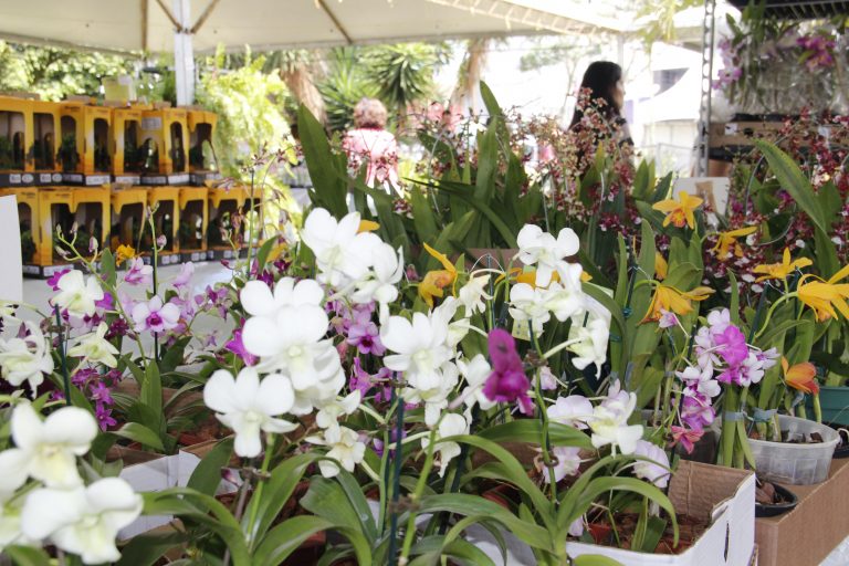 ‘Feira de Flores de Holambra Conquista Florescendo’ começa nesta quinta-feira, 27
