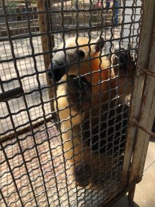 Tamanduá-mirim faz “visita” a condomínio do bairro Parque Imperial