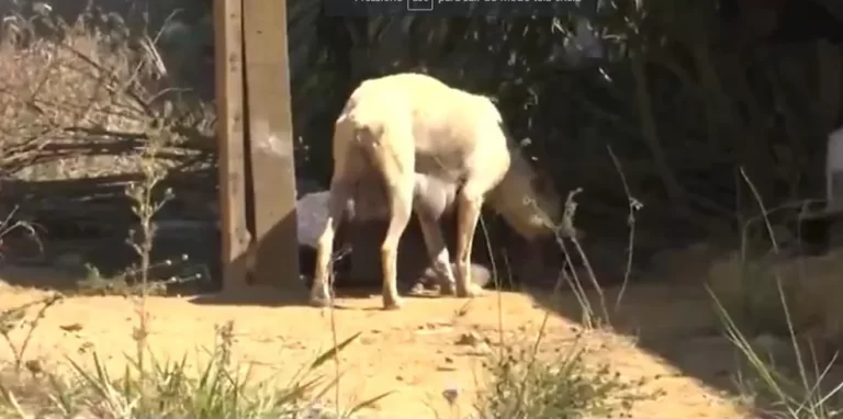 Filhotes de cachorros são encontrados mortos em Vitória da Conquista