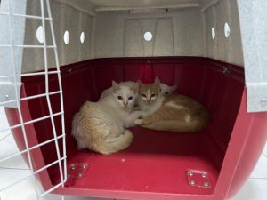 SMS e UniFTC realizam ação de castração de animais acolhidos por ONGS e protetores