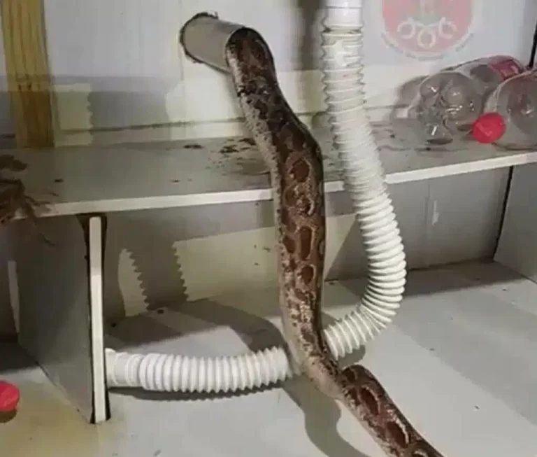 Vídeo: Pia de cozinha entope e morador descobre uma jiboia na tubulação, caso foi na Chapada