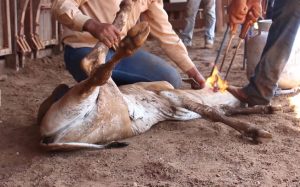 Marcação de animais a ferro quente pode ser proibida