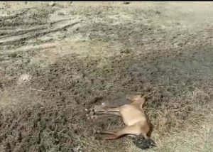 Vídeo: Mais um animal morre em curral municipal de Vitória da Conquista, local é uma imundície