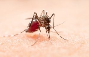 Vitória da Conquista e 15 municípios da microrregião em alerta pelo risco de dengue, chikungunya e  Zika