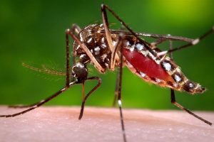 Dengue: Vitória da Conquista está entre os 13 municípios com epidemia da doença