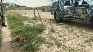 Guarda Civil de Vitória da Conquista resgata cão e pássaros em situação de maus tratos