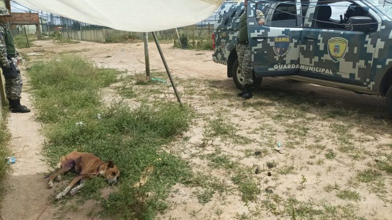 Guarda Civil de Vitória da Conquista resgata cão e pássaros em situação de maus tratos