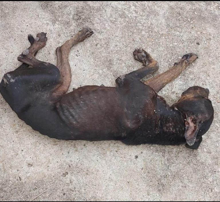 OAB Conquista promove ‘Capacitação para Diligências’ em casos de maus tratos contra animais