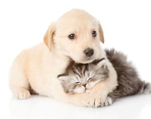 Vitória da Conquista implementa ponto fixo para vacinação de cães e gatos durante todo o ano