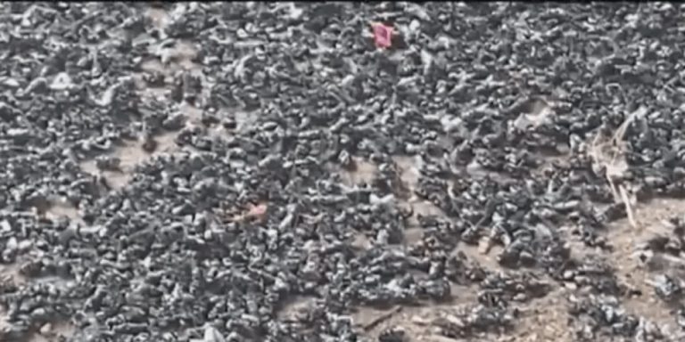 Moscas varejeiras tomam conta do entorno do Restaurante Popular de Vitória da Conquista