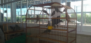 Em Vitória da Conquista (BA) PRF resgata 24 aves silvestres transportadas em um ônibus
