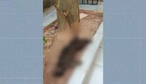 Onze gatos são mortos em Vitória da Conquista com suspeita de envenenamento