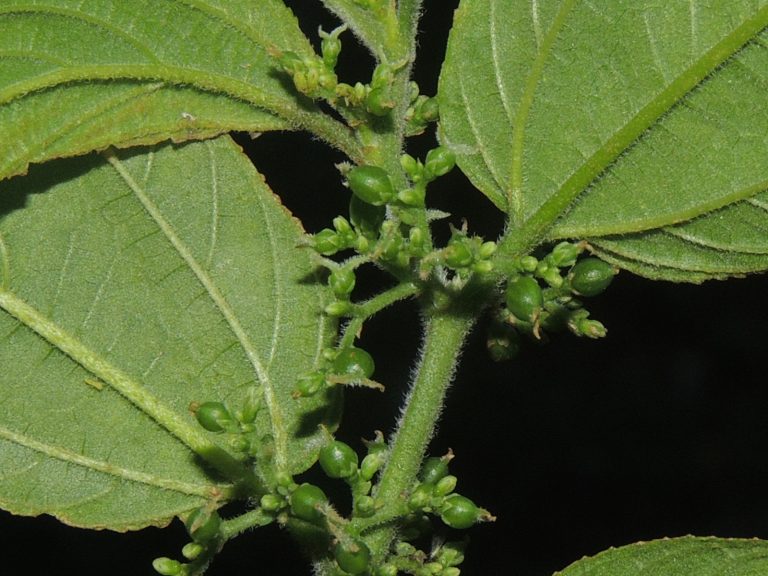 Pesquisa da UFRJ identifica canabidiol em planta nativa brasileira
