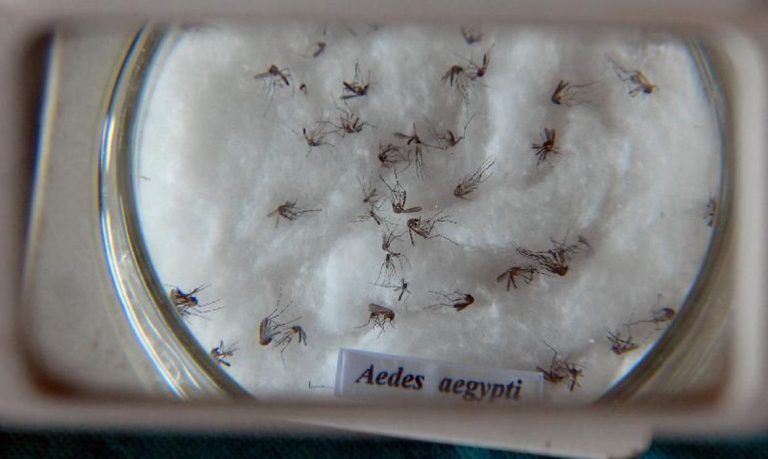 Vitória da Conquista registra óbito causado pela dengue