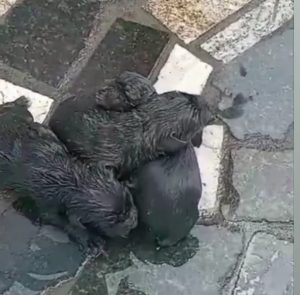 Vídeo: Cãezinhos ainda com cordão umbilical são abandonados dentro de saco de lixo no Guarani