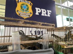 PRF flagra transporte ilegal de aves silvestres em duas ocorrências consecutivas em Vitória da Conquista – BA