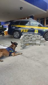 ‘K9 Kaleo’ localiza 89 quilos de maconha em Vitória da Conquista (BA)