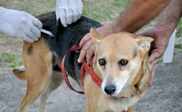 Vacinação antirrábica para cães e gatos será neste sábado em Vitória da Conquista. Confira locais e orientações