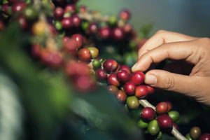 14° Encontro Nacional do Café acontece na Bahia entre 17 e 19 de setembro