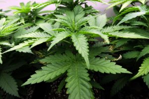 Cannabis: Descriminalizar para depois regulamentar, ou o contrário?