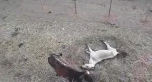 Vídeo denuncia maus tratos a animais no curral municipal de Vitória da Conquista