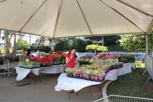 Feira de Flores de Holambra ‘Conquista Florescendo’ começa nesta quarta-feira, 01