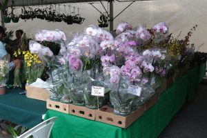 Feira de Orquídeas na Praça do Gil segue até domingo com variedade de espécies
