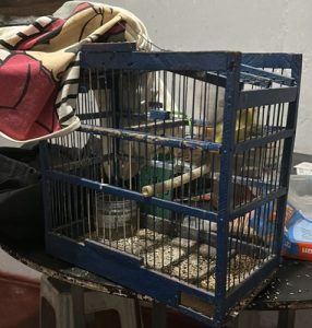 Preso homem que maltratou e matou cachorro em Conquista