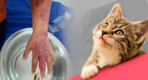 Doença transmitida por gatos se espalha no Brasil