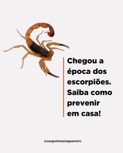 Chegou a época de escorpiões em Vitória da Conquista, saiba como se prevenir
