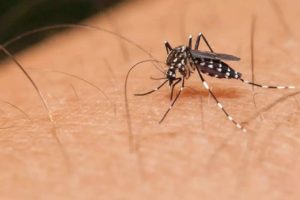 Com onda de calor na Bahia, Vitória da Conquista e mais 13 cidades enfrentam epidemia de dengue