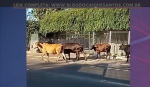 Bovinos invadem pracinha do Gil e avenidas movimentadas do centro de Vitória da Conquista