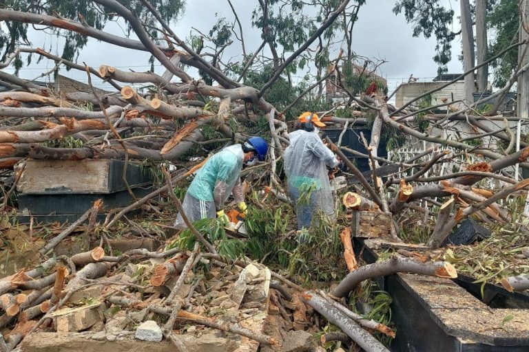 Secretário fala sobre queda de árvore no Cemitério da Saudade