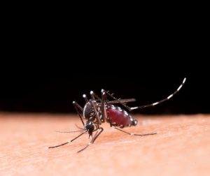Atenção à dengue: Brasil apresenta recorde de mortes pela doença em 2023