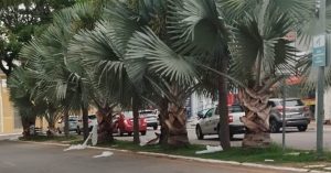 Ojás desamarrados: Prefeitura e Rede Caminho dos Búzios vão investigar possível ato de intolerância religiosa