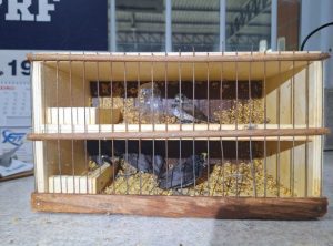 PRF autua passageiro de ônibus por crime ambiental em Vitória da Conquista (BA)