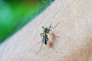 Dengue: Saiba como acontece e como se prevenir da doença que ameaça virar epidemia