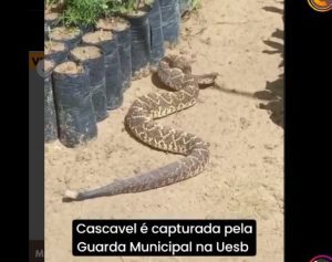 Vídeo: Cobra cascavel é capturada pela Guarda Municipal no campus da UESB de Vitória da Conquista
