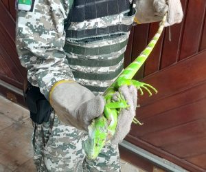 Guarda Municipal e Semma intensificam resgate e acolhimento de animais silvestres após temporada de chuvas  45