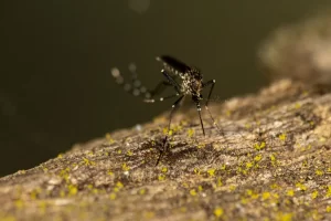 Sesab confirma terceira morte por dengue na Bahia e investiga outra