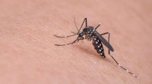 Dengue: Sesab confirma 9ª morte no estado, na cidade de Vitória da Conquista