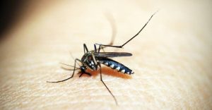 Duas mortes por chikungunya são confirmadas na Bahia