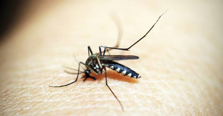 Mortes por dengue na Bahia sobem para 7; saiba como diferenciar sintomas